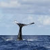 whale_humpback_v_00900_dom3050.jpg